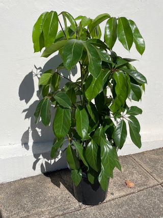 Schefflera Dwarf Unbrella