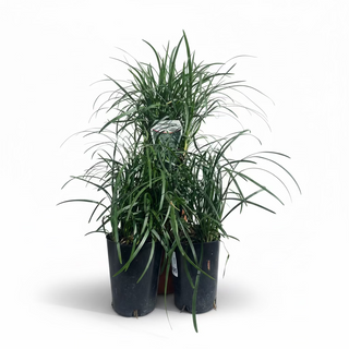 Mondo Grass