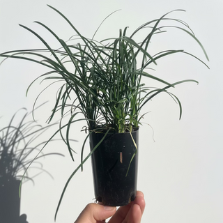 Mondo Grass