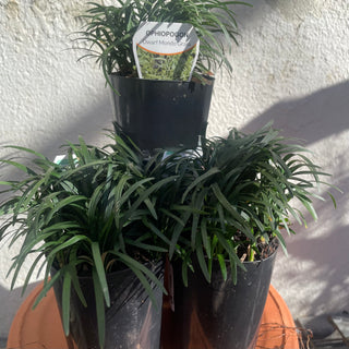 Mondo Grass Mini