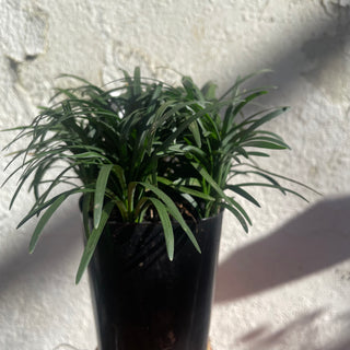 Annandale Garden Centre