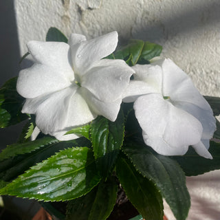 New Guinea Impatien