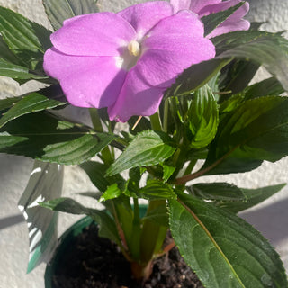 New Guinea Impatien