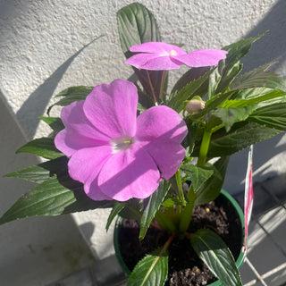 New Guinea Impatien