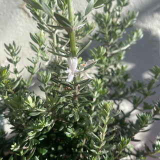 Westringea Fruticosa