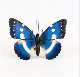 Butterfly Blue