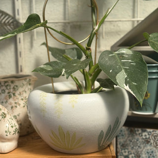 Planter Bowl Succulent