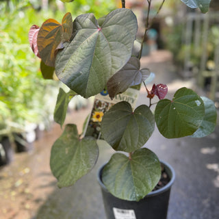 Hibiscus Tiliaceus Rubra