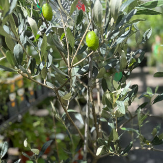 Olea Europaea
