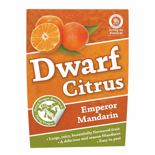 Dwarf Mandarin