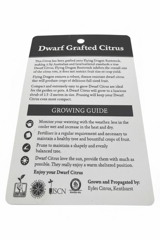 Dwarf Orange