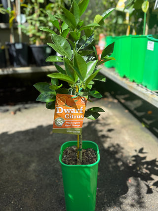 Dwarf Orange