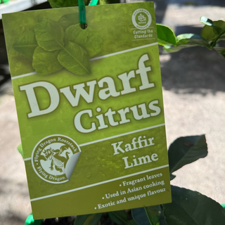 Dwarf Lime