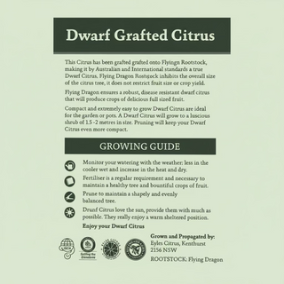 Dwarf Lime
