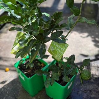 Dwarf Lime