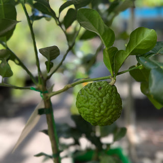 Dwarf Lime