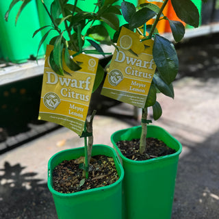 Dwarf Lemon