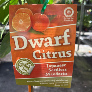 Dwarf Mandarin