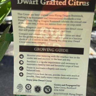 Dwarf Mandarin