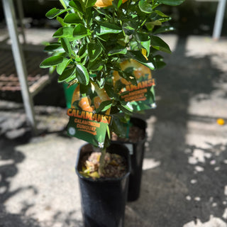 Cumquat Calamomdon Calamansi