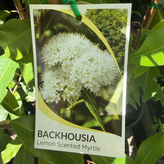 Backhosia Lemon Scented Myrtle
