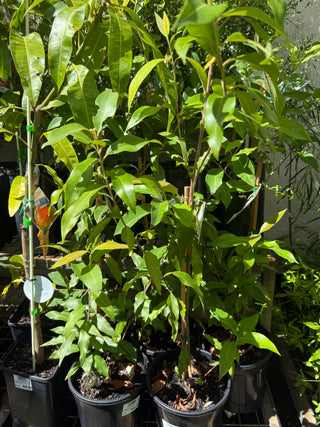 Backhosia Lemon Scented Myrtle