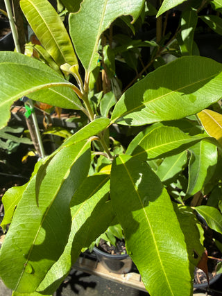 Backhosia Lemon Scented Myrtle