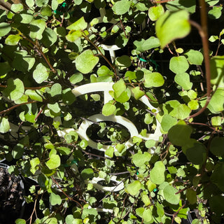 Muehlenbeckia Maidenhair Creeper