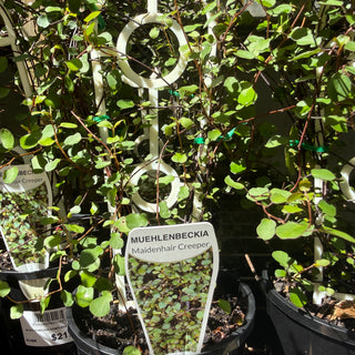 Muehlenbeckia Maidenhair Creeper