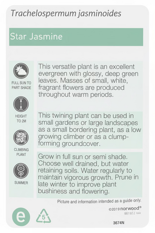 Star Jasmine