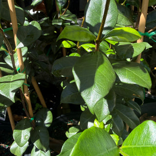 Star Jasmine