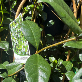 Star Jasmine