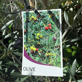 Olea Europaea
