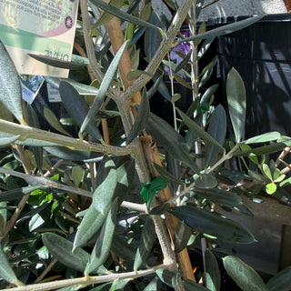 Olea Europaea