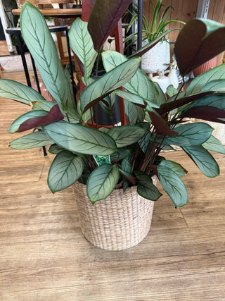 Ctenanthe Grey Star
