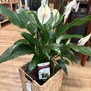 Spathiphyllum Peace Lilly