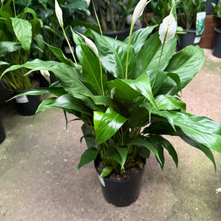 Spathiphyllum Peace Lilly