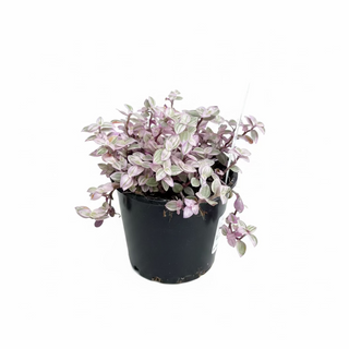 Callisia Repens
