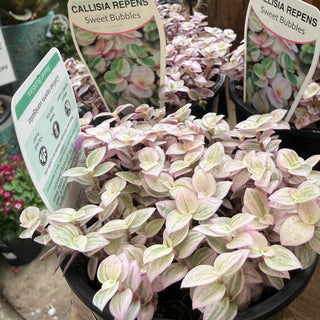 Callisia Repens