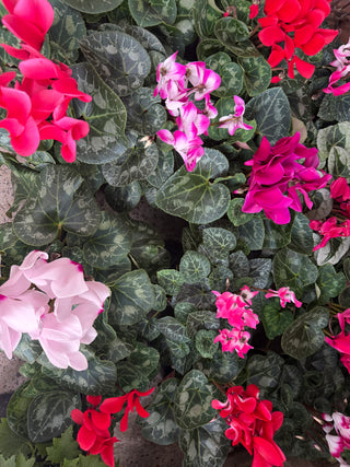 Cyclamen