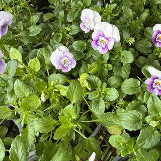 Potted Colour