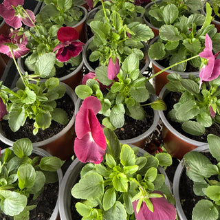 Potted Colour