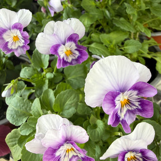 Potted Colour