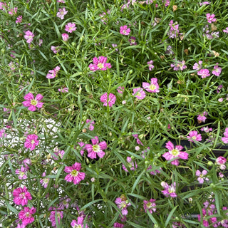 Potted Colour