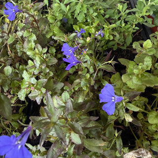 Potted Colour