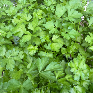 Herb - Parsley Italian