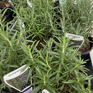 Herb - Rosemary Common