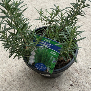 Herb - Rosemary Common