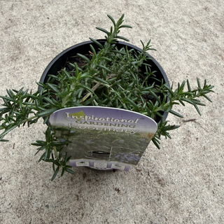 Herb - Rosemary Prostrate