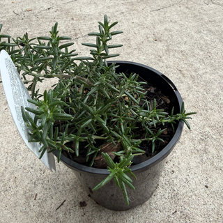 Herb - Rosemary Prostrate
